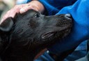 Photo of dog being pet